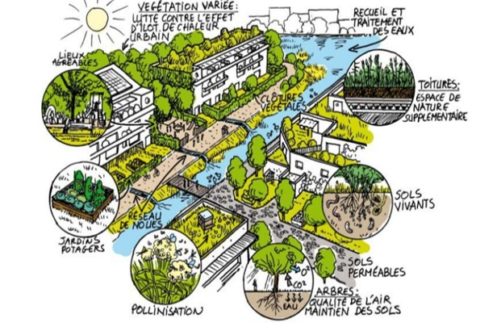 biodiversité urbaine