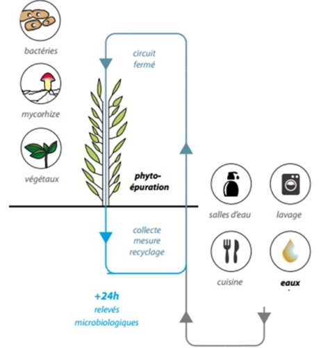 Phytoepuration