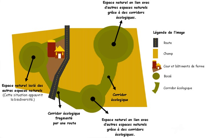 Corridor écologique