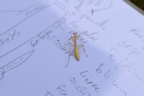 Etude d'impact volet faune flore sur la ZAC Aurore à Orly (94)