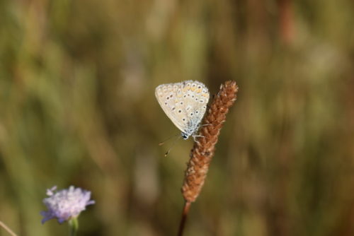 E200457 Polyommatus icarus