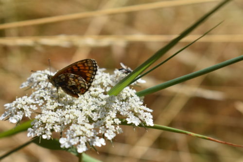 E200457 Polyommatus icarus