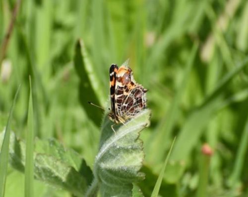 E230631_Coeur de Bourg Bretteville l'Orgueilleuse à Thue-et-Carte géo_Pap