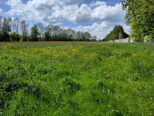E230631_Coeur de Bourg Bretteville l'Orgueilleuse à Thue-et-Mue (14)Champ