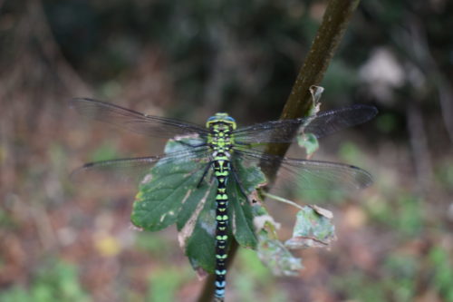 E230631_Coeur de Bourg Bretteville l'Orgueilleuse à Thue-et-Photo_Odonate